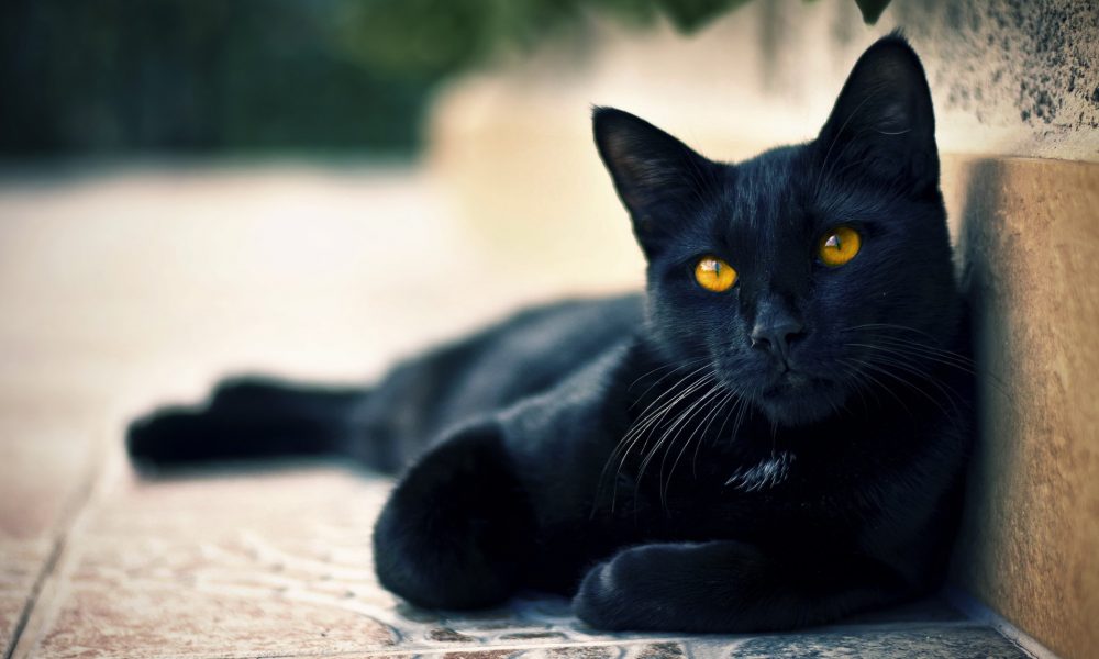 black-cats-awesome-www.gibbahouse-13-1000×600