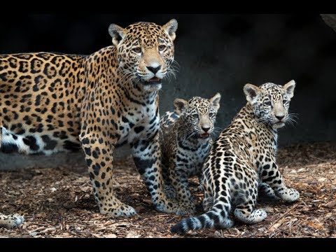 3-Legged Jaguar Gives Birth to Cubs in Argentina Park