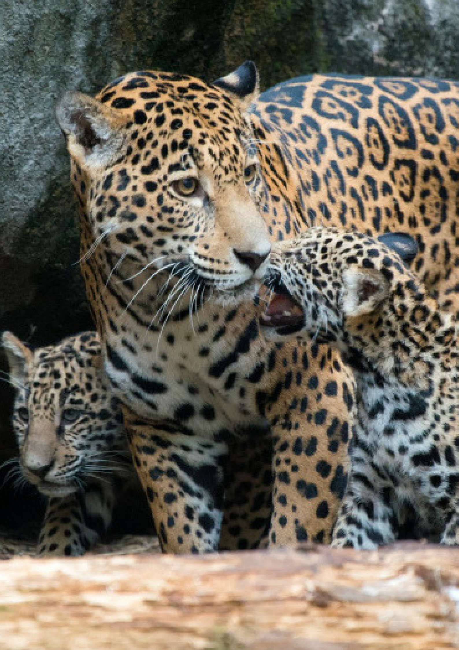 3 legged Jaguar Gives Birth To Cubs in Argentina Park