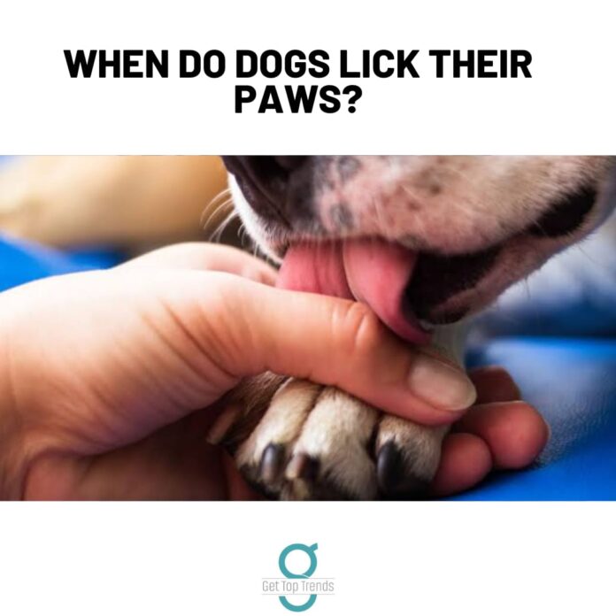 When Do Dogs Lick Their Paws
