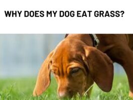 Why Does Dog Eat Grass