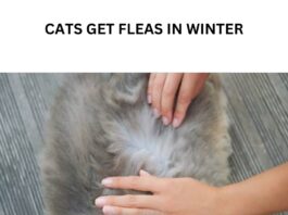 Why Cats Get Fleas In Winter