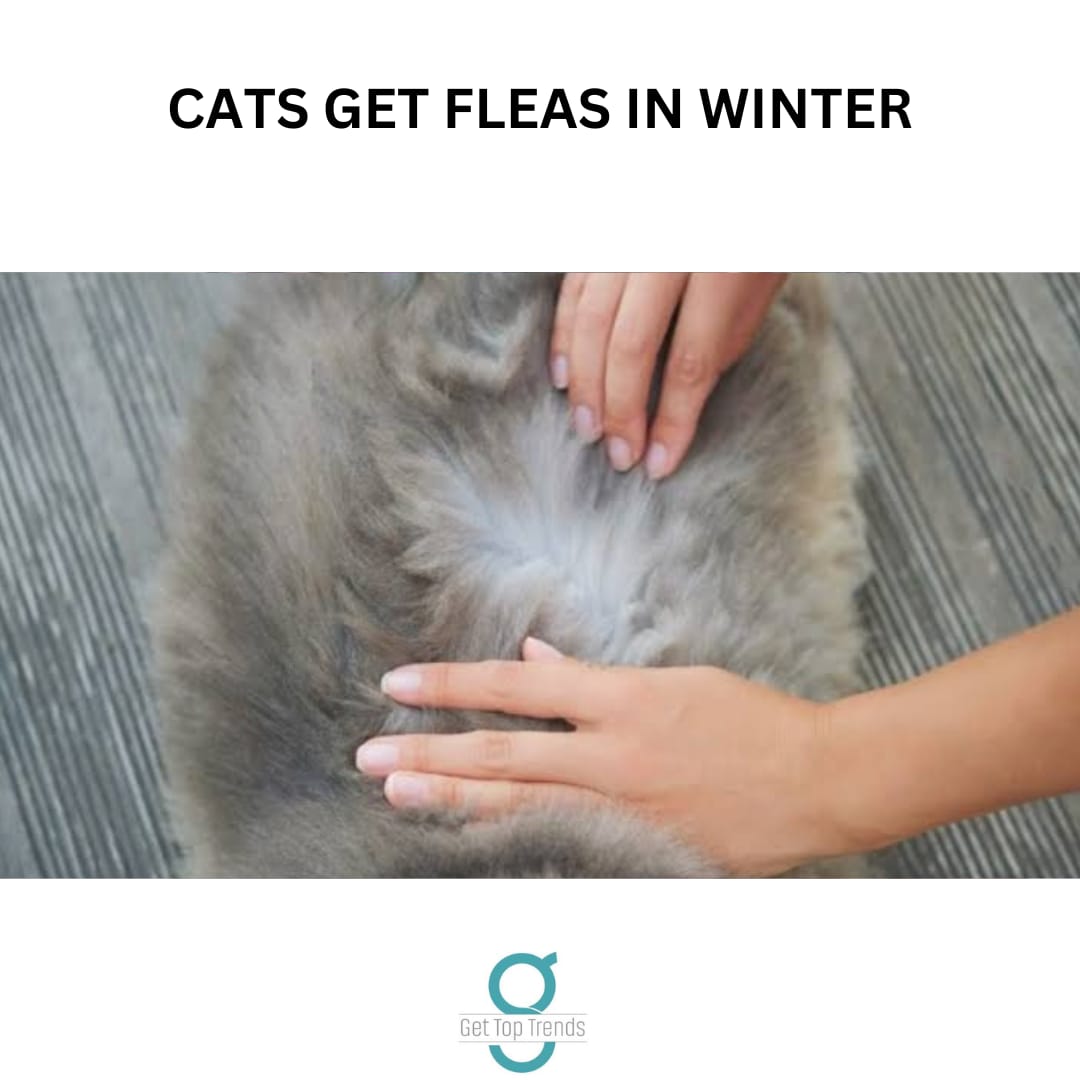 why cats get fleas in winter