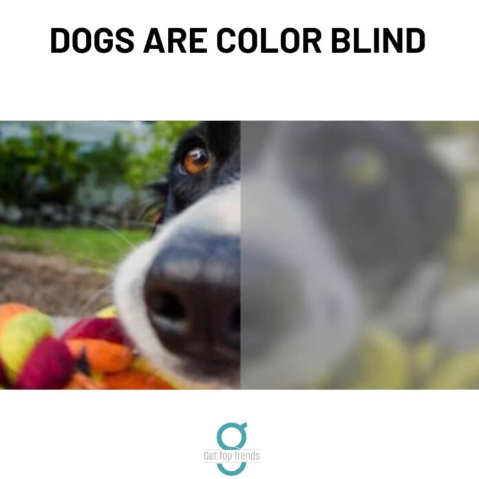 Dogs Are Color Blind