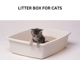 Litter Box For Cats