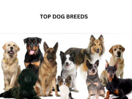 Most Popular Dog Breeds