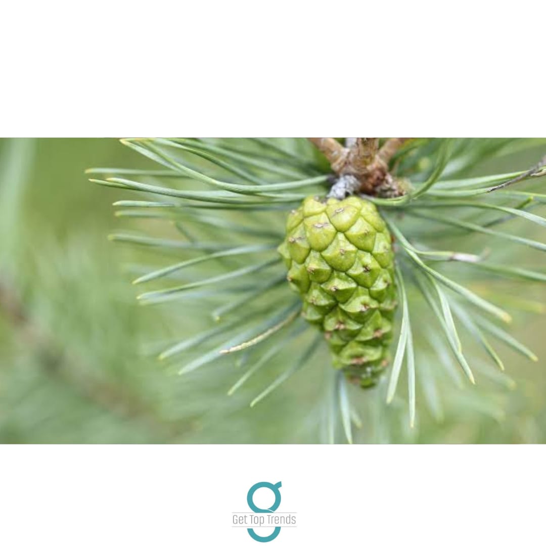 the best pine pollen ideas