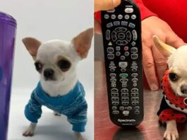 World's shortest dog Chihuahua