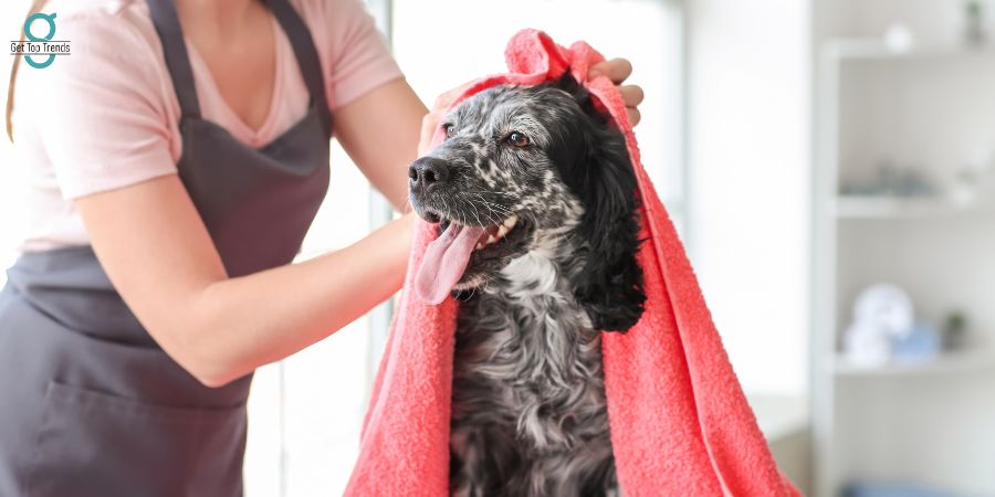 Best Dog Groomers in Virginia