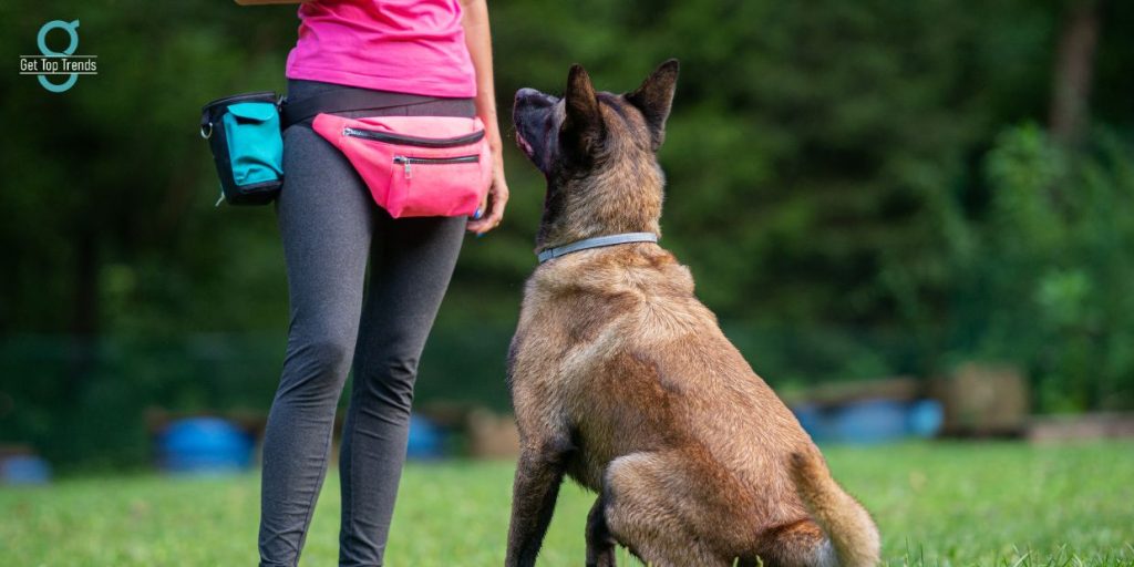 Dog Training Tips