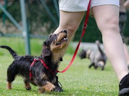 Dog Training Tips