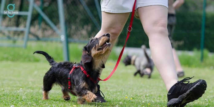 Dog Training Tips