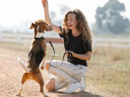 Dog Training Services