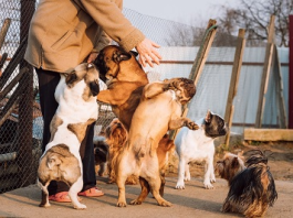 long-term dog boarding