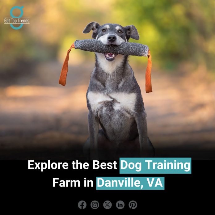 Dog Training Farm