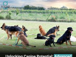 Advanced Dog Training Services in Virginia