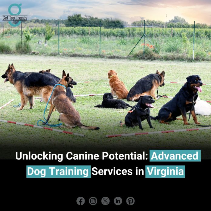 Advanced Dog Training Services in Virginia