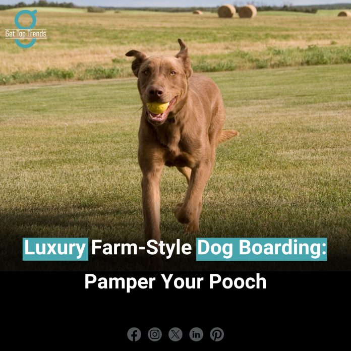 farm-style dog boarding